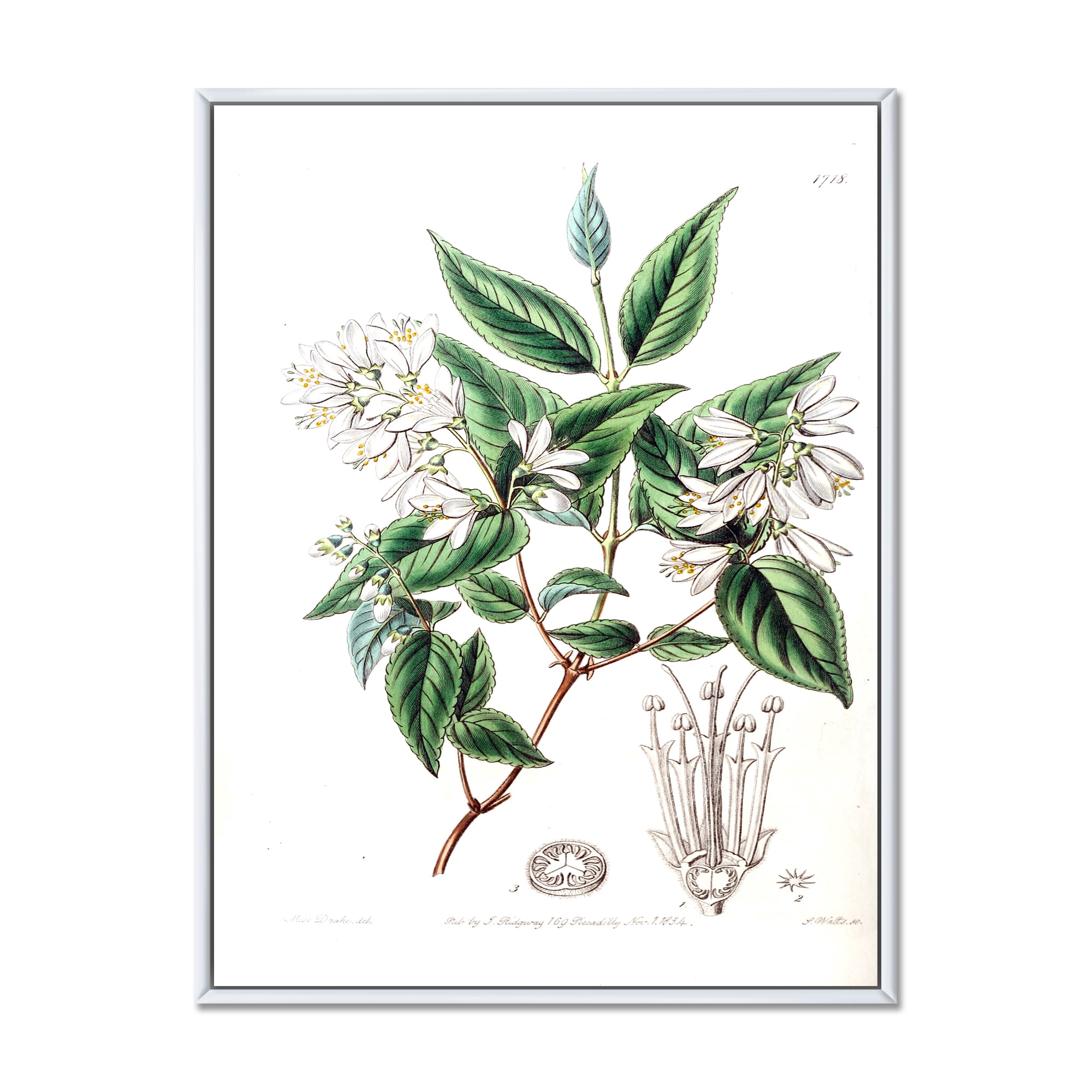 Designart 'Ancient Botanicals X' Traditional Framed Canvas Wall Art Print