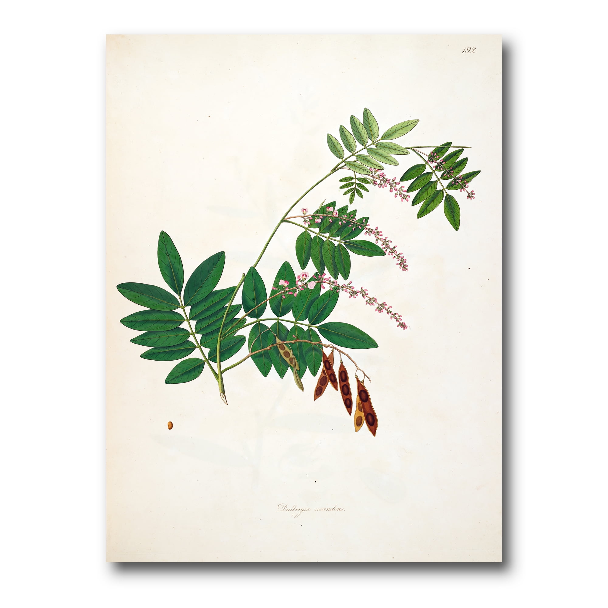 Designart ' Ancient Botanicals XI ' Farmhouse Canvas Wall Art Print