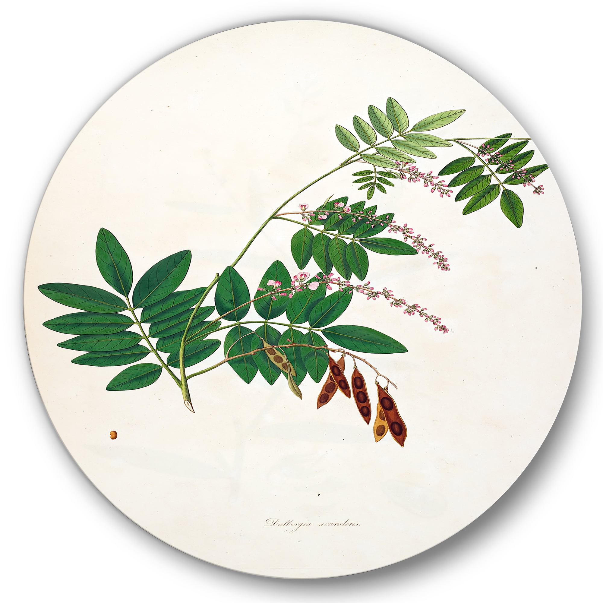 Designart 'Ancient Botanicals XI' Farmhouse Circle Metal Wall Art 23x23 - Disc of 23