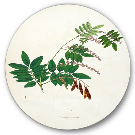 Designart 'Ancient Botanicals XI' Farmhouse Circle Metal Wall Art 23x23 - Disc of 23