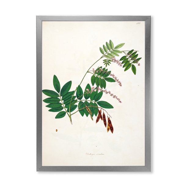 Designart 'Ancient Botanicals XI' Farmhouse Framed Art Print
