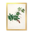 thumbnail image 1 of Designart 'Ancient Botanicals XI' Farmhouse Framed Art Print, 1 of 4