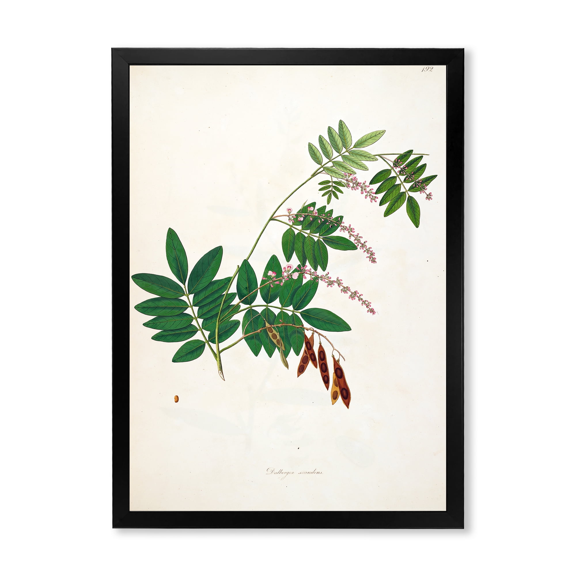Designart 'Ancient Botanicals XI' Farmhouse Framed Art Print