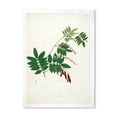 thumbnail image 1 of Designart 'Ancient Botanicals XI' Farmhouse Framed Art Print, 1 of 4