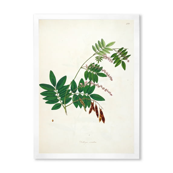 Designart 'Ancient Botanicals XI' Farmhouse Framed Art Print