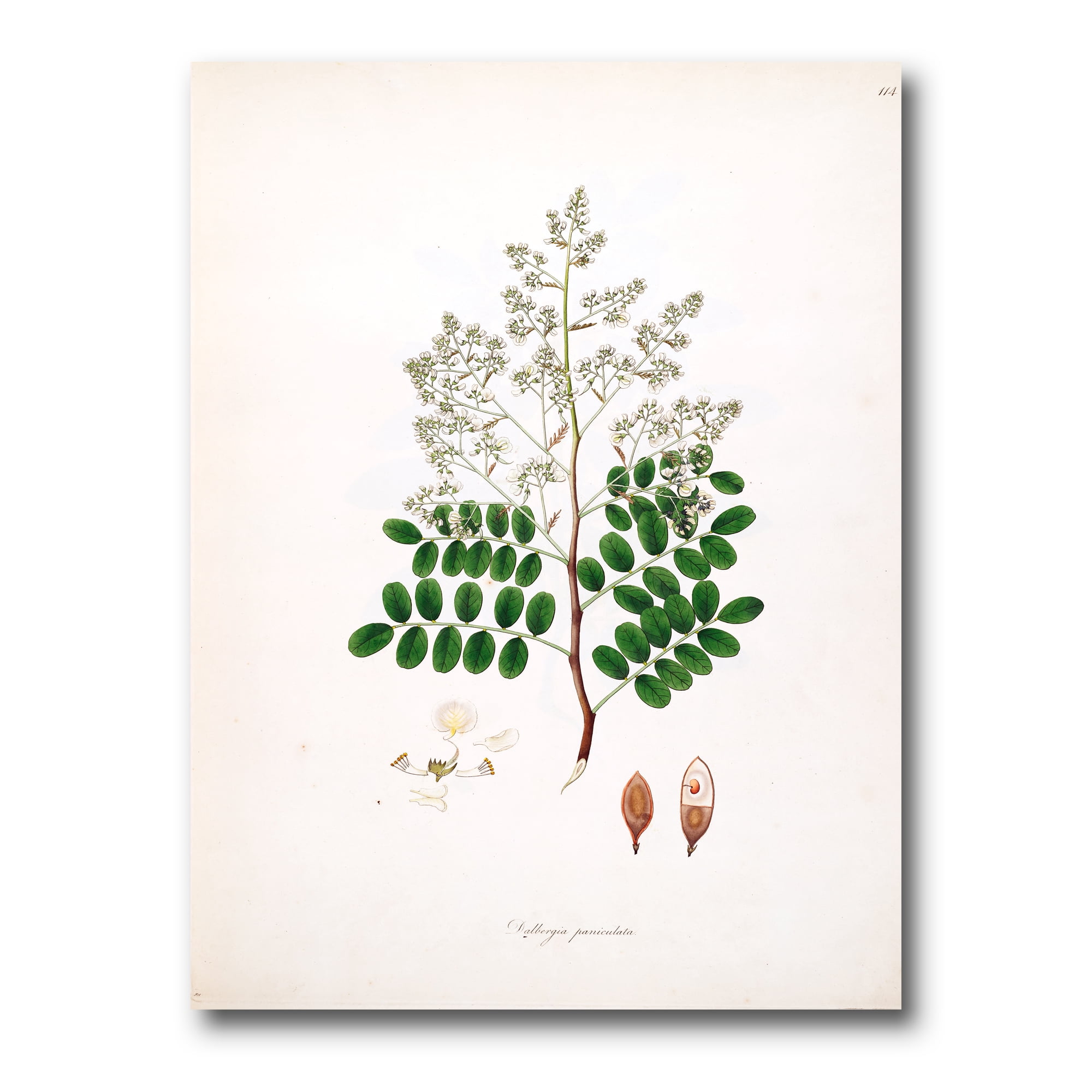 Designart ' Ancient Botanicals XII ' Farmhouse Canvas Wall Art Print