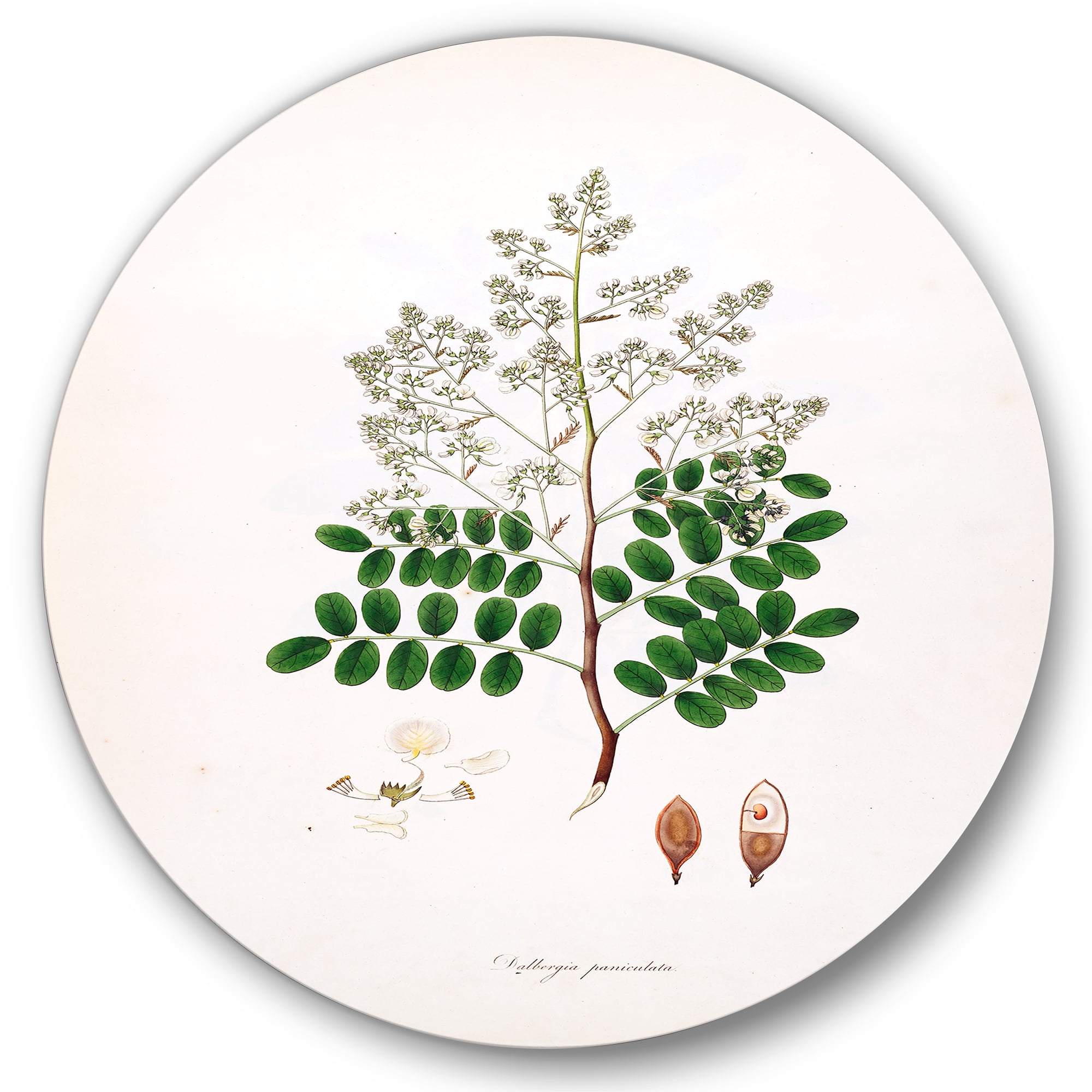 Designart 'Ancient Botanicals XII' Farmhouse Circle Metal Wall Art 11x11 - Disc of 11