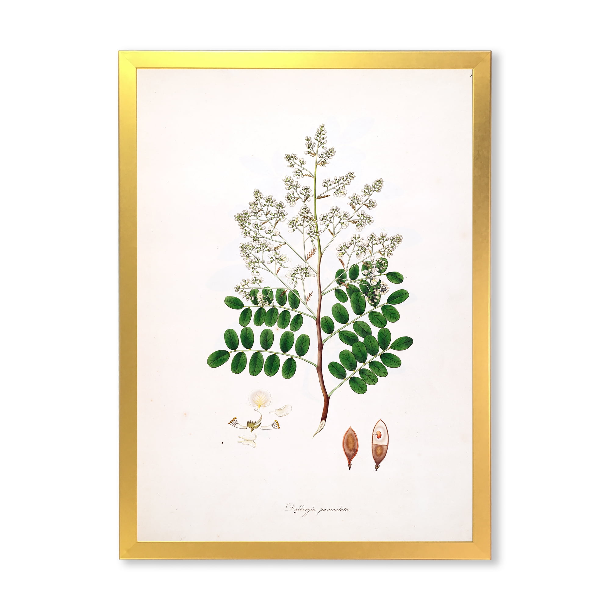 Designart 'Ancient Botanicals XII' Farmhouse Framed Art Print