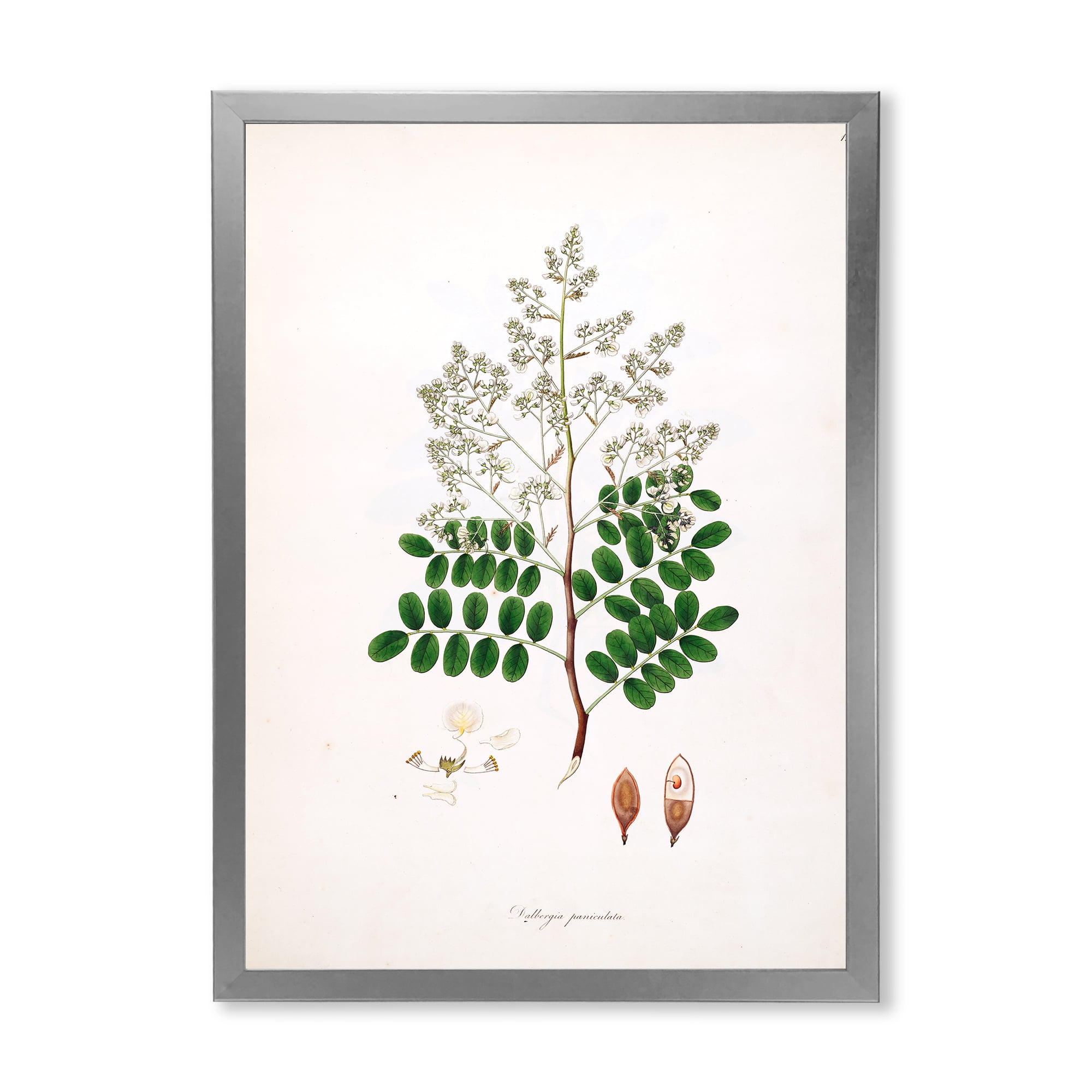Designart 'Ancient Botanicals XII' Farmhouse Framed Art Print