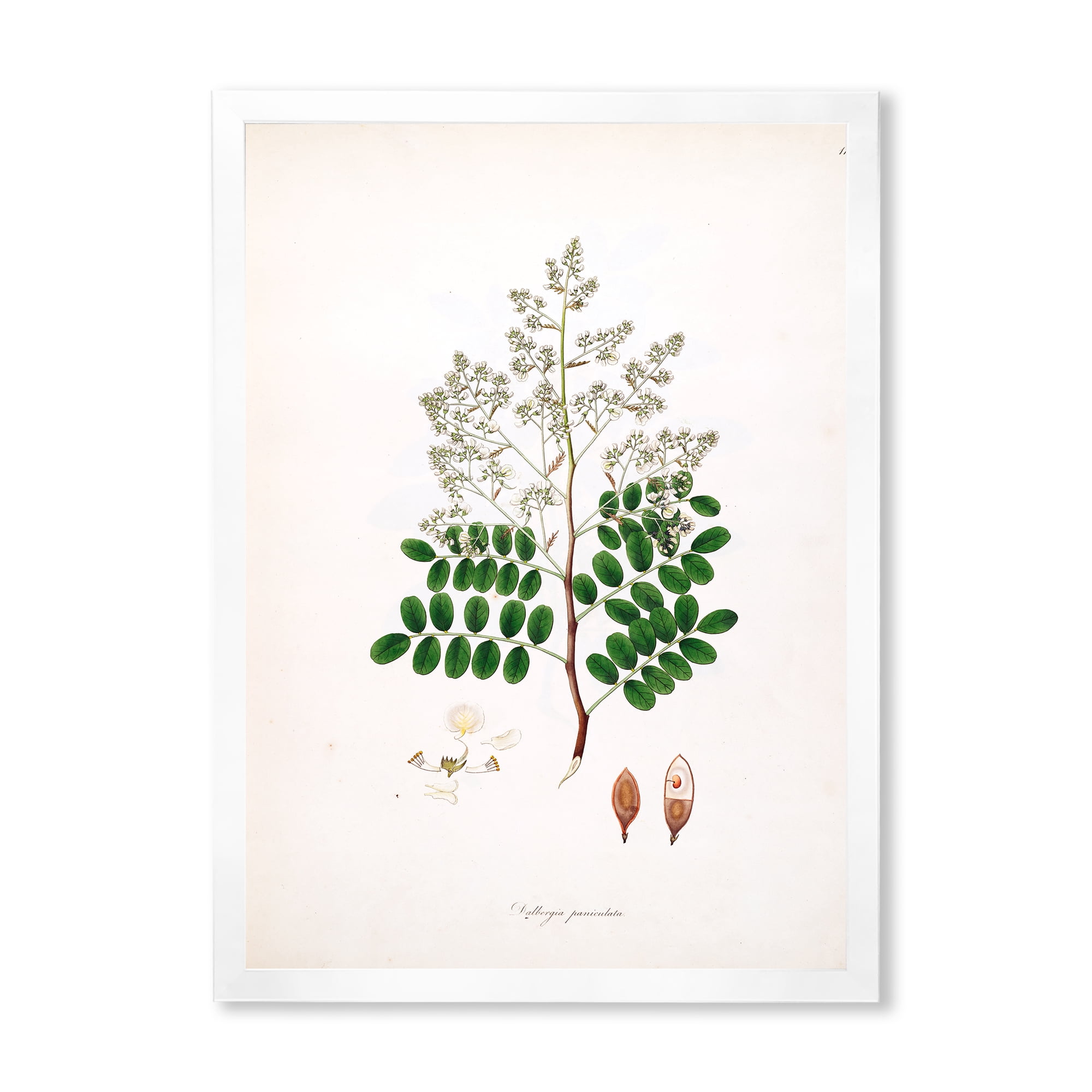 Designart 'Ancient Botanicals XII' Farmhouse Framed Art Print