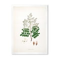 thumbnail image 1 of Designart 'Ancient Botanicals XII' Farmhouse Framed Art Print, 1 of 4