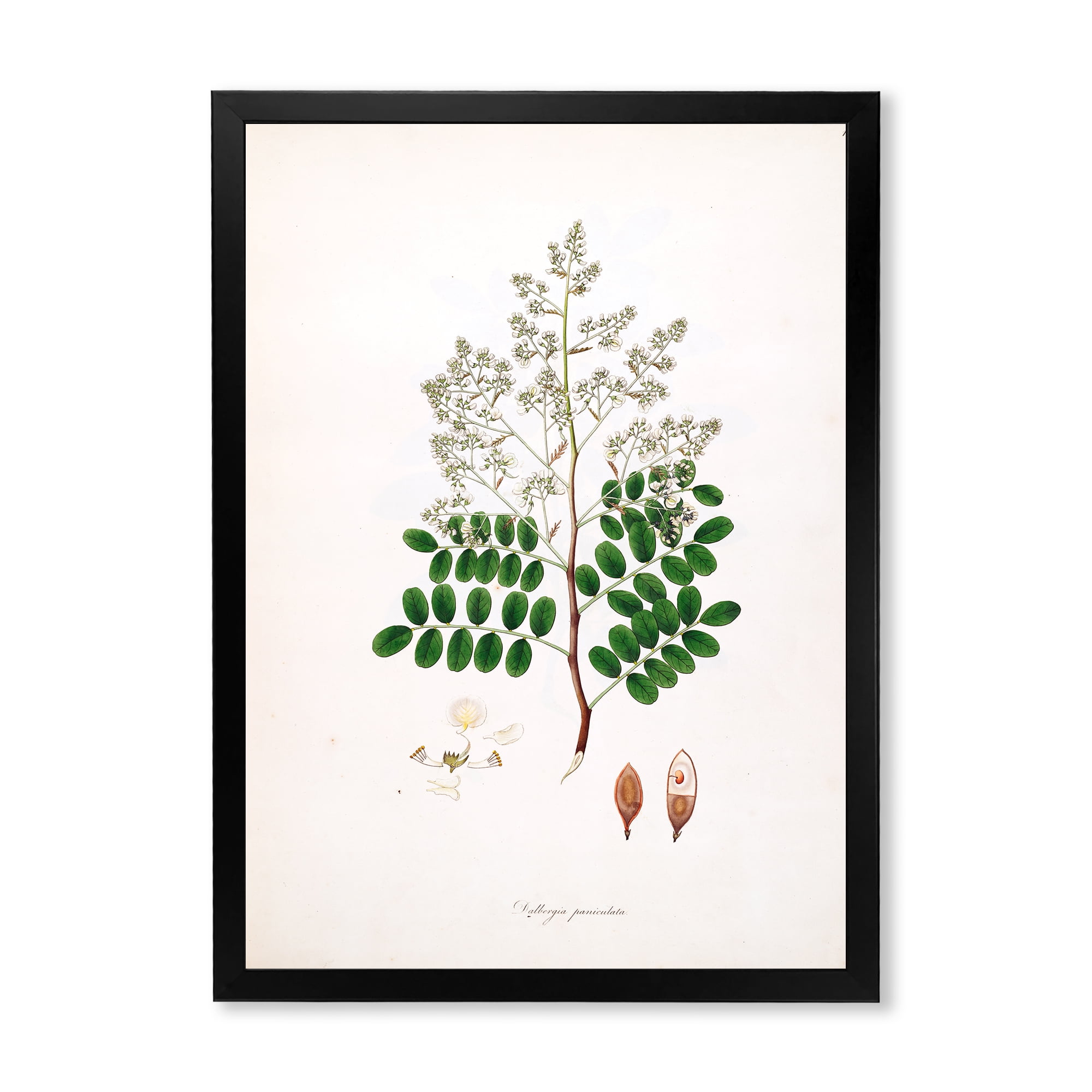 Designart 'Ancient Botanicals XII' Farmhouse Framed Art Print