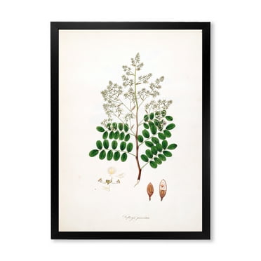 Designart 'Ancient Botanicals XII' Farmhouse Framed Art Print