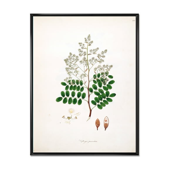 Designart 'Ancient Botanicals XII' Farmhouse Framed Canvas Wall Art Print