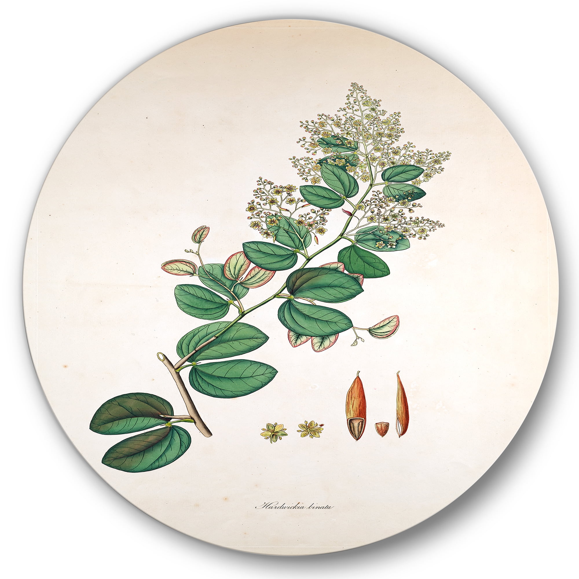 Designart 'Ancient Botanicals XIII' Farmhouse Circle Metal Wall Art 11x11 - Disc of 11