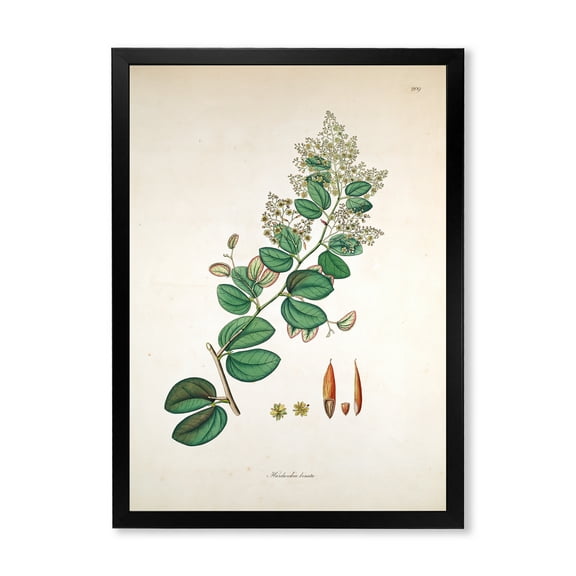 Designart 'Ancient Botanicals XIII' Farmhouse Framed Art Print
