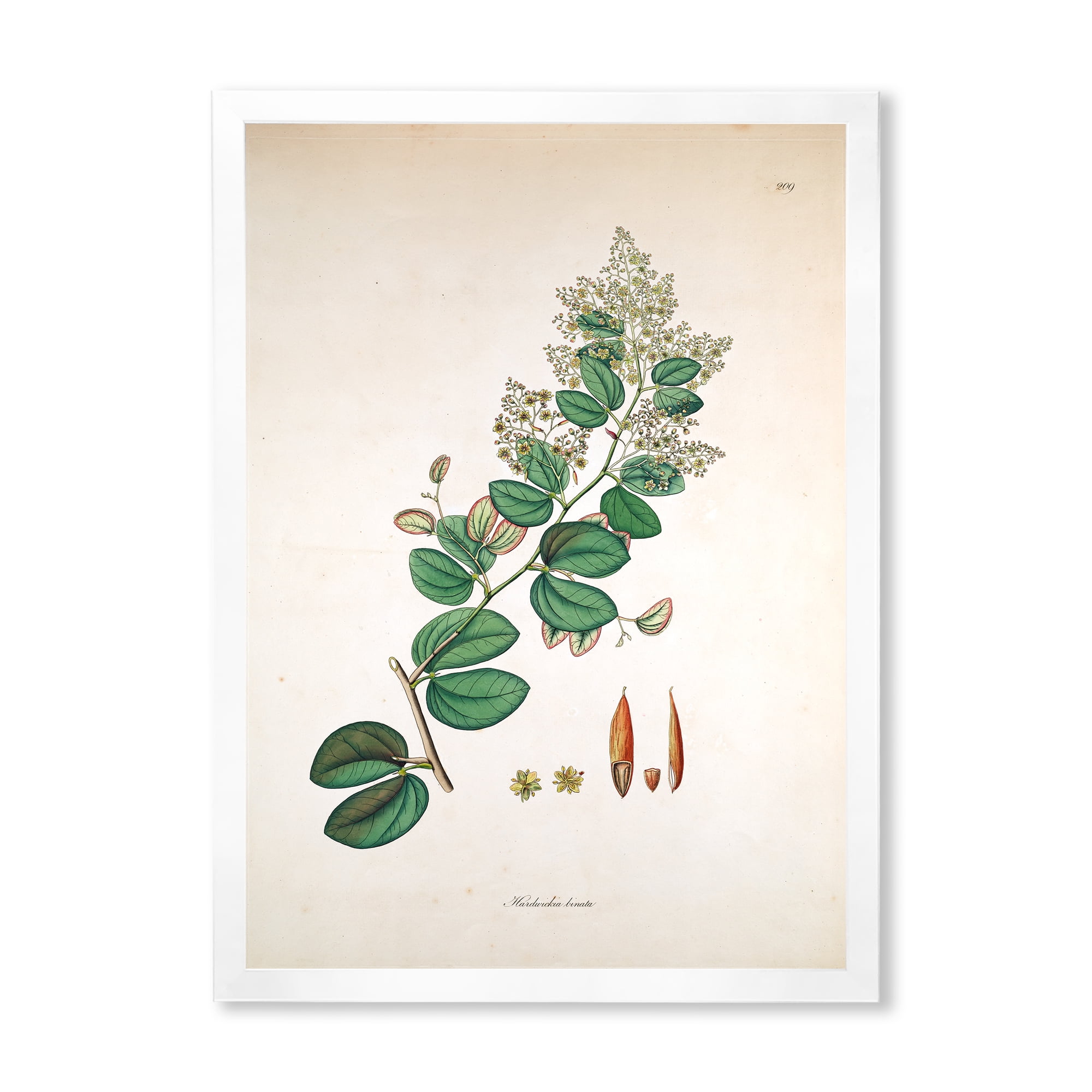 Designart 'Ancient Botanicals XIII' Farmhouse Framed Art Print