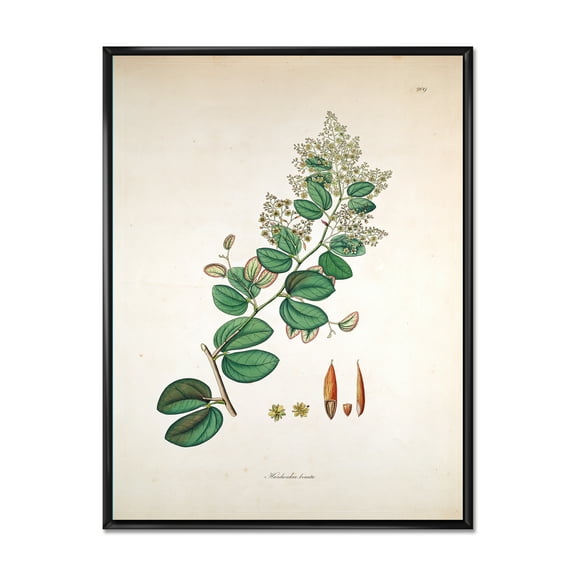 Designart 'Ancient Botanicals XIII' Farmhouse Framed Canvas Wall Art Print
