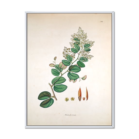 Designart 'Ancient Botanicals XIII' Farmhouse Framed Canvas Wall Art Print