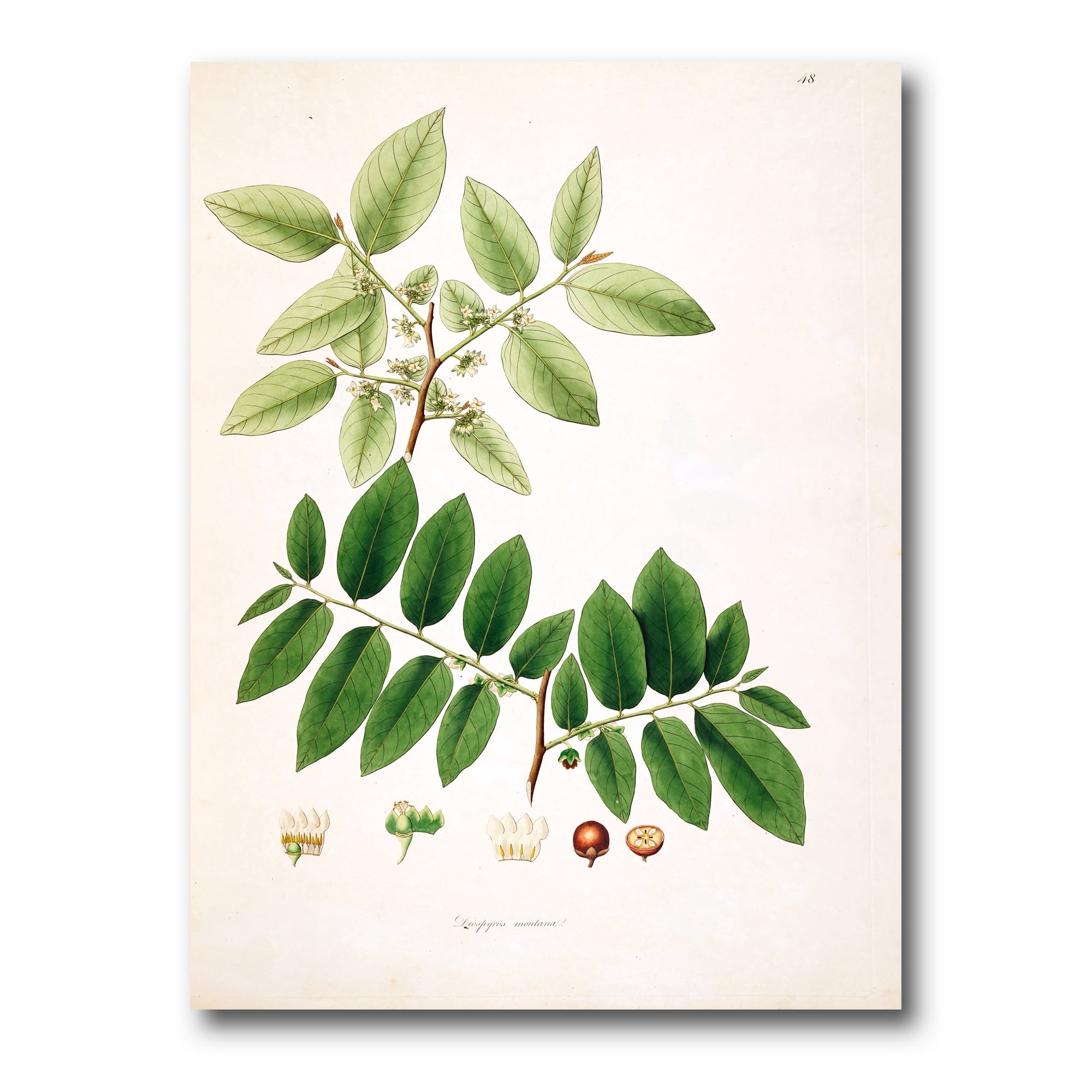 Designart ' Ancient Botanicals XIV ' Farmhouse Canvas Wall Art Print