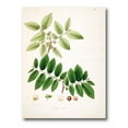 thumbnail image 1 of Designart ' Ancient Botanicals XIV ' Farmhouse Canvas Wall Art Print, 1 of 4