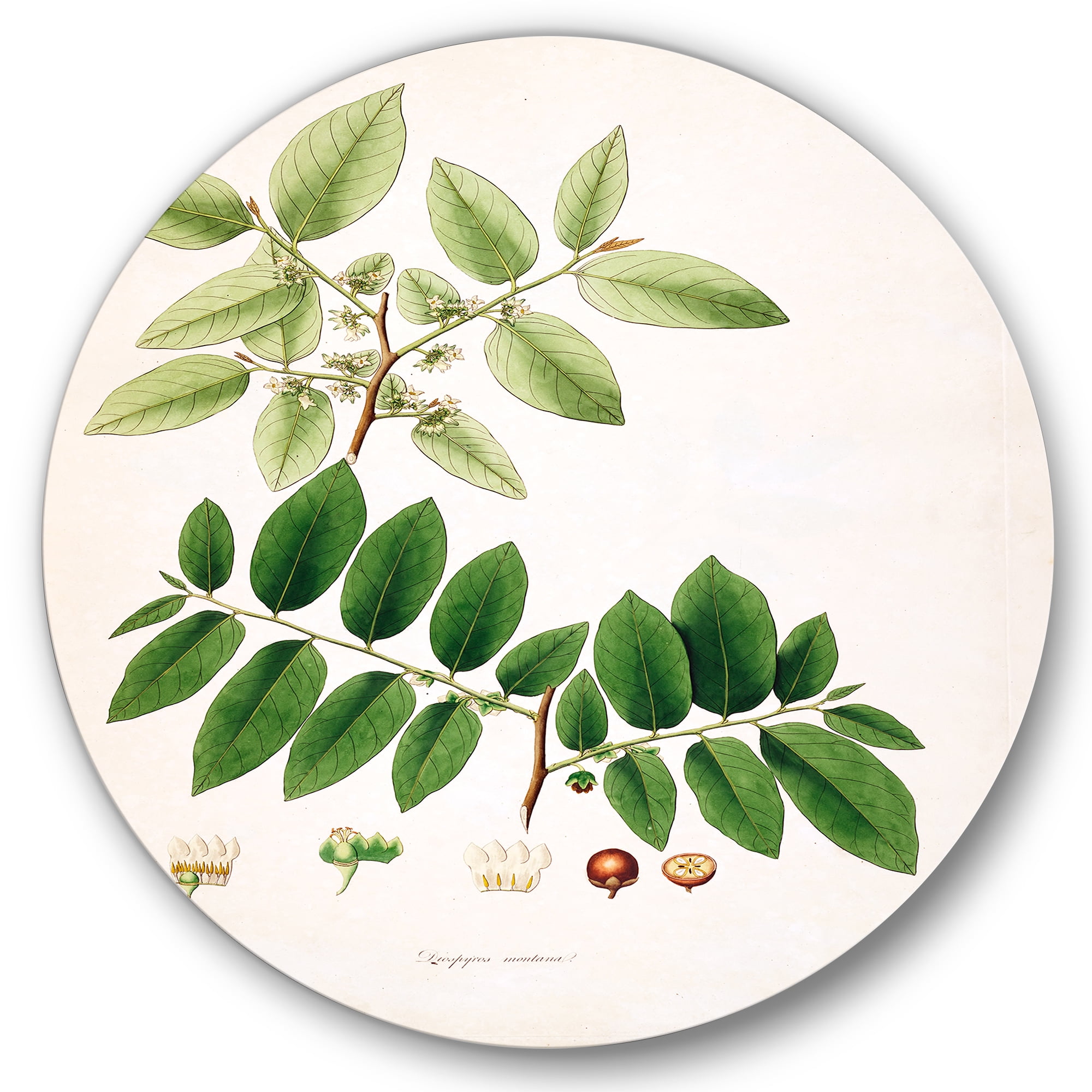 Designart 'Ancient Botanicals XIV' Farmhouse Circle Metal Wall Art 36x36 - Disc of 36