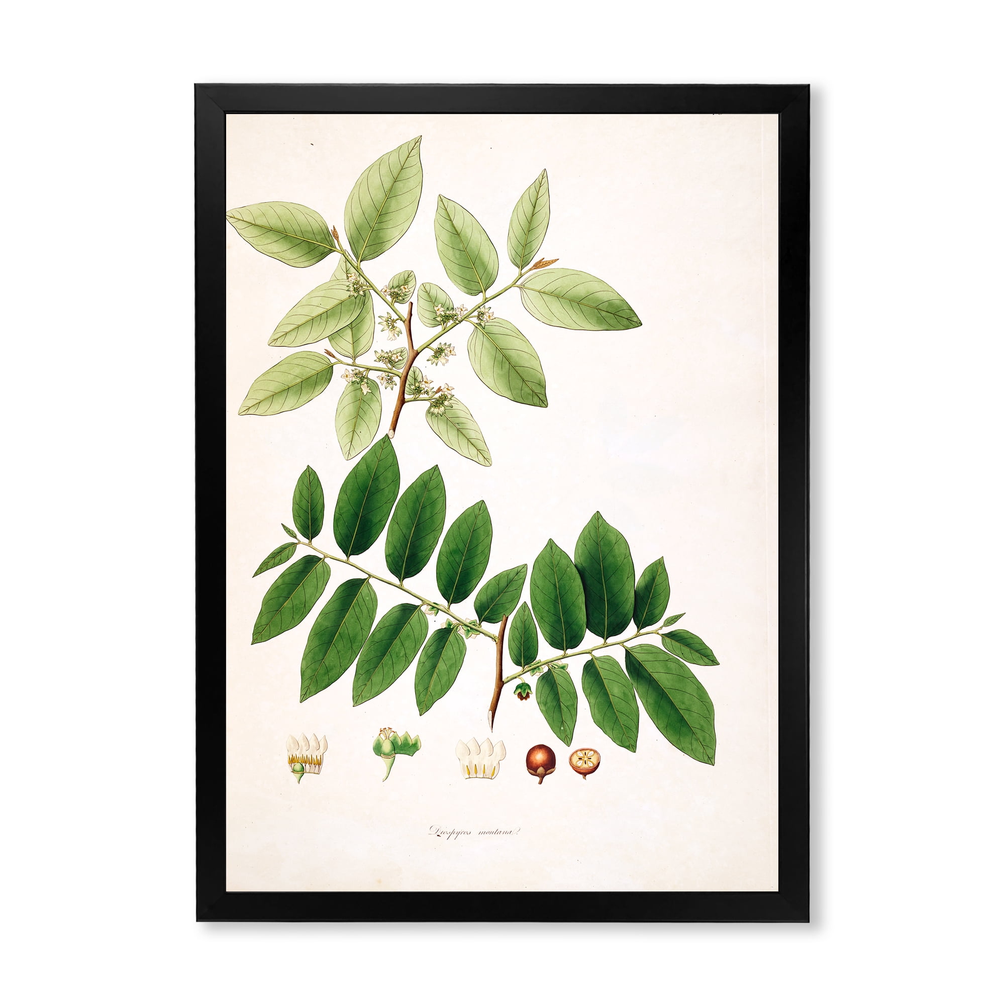 Designart 'Ancient Botanicals XIV' Farmhouse Framed Art Print