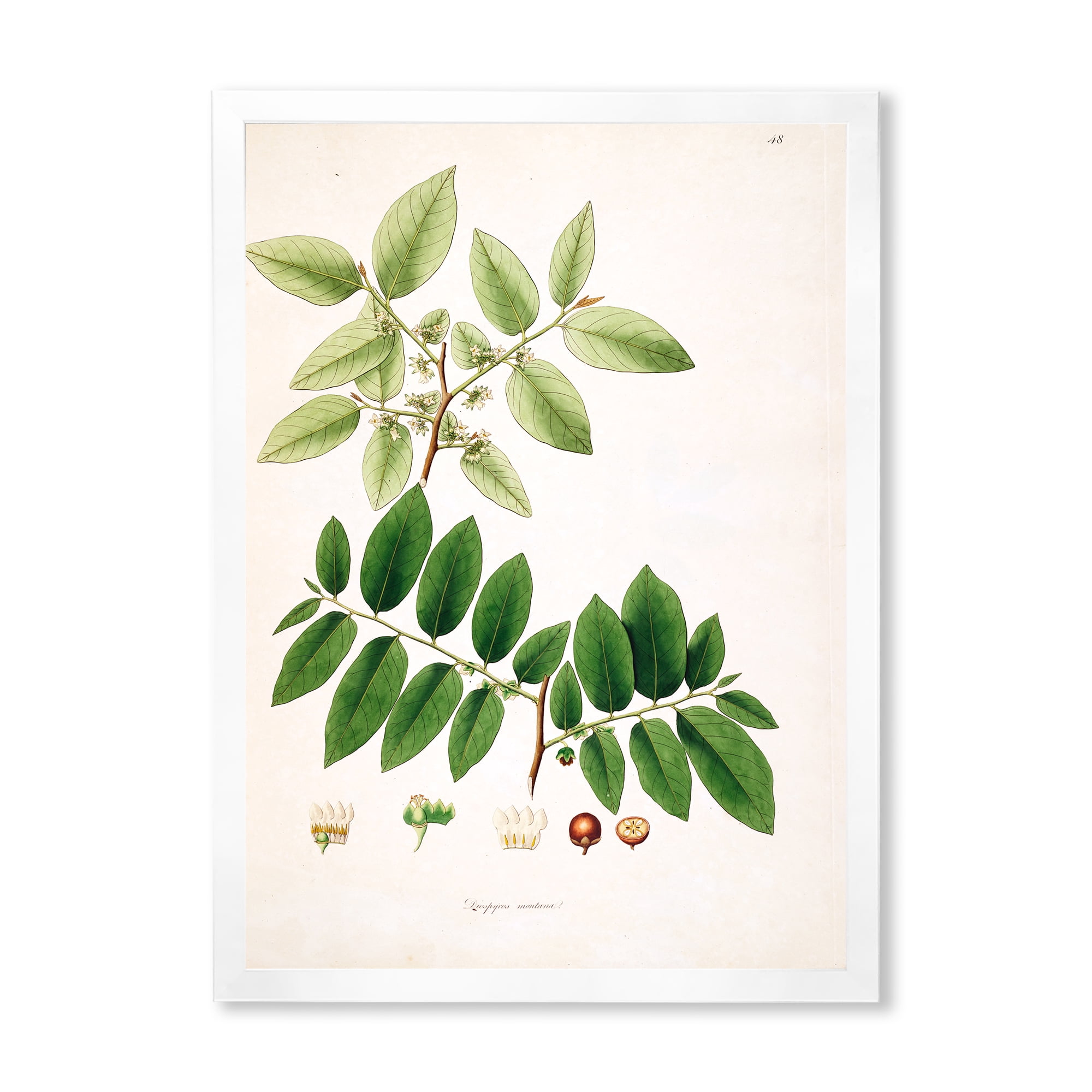 Designart 'Ancient Botanicals XIV' Farmhouse Framed Art Print