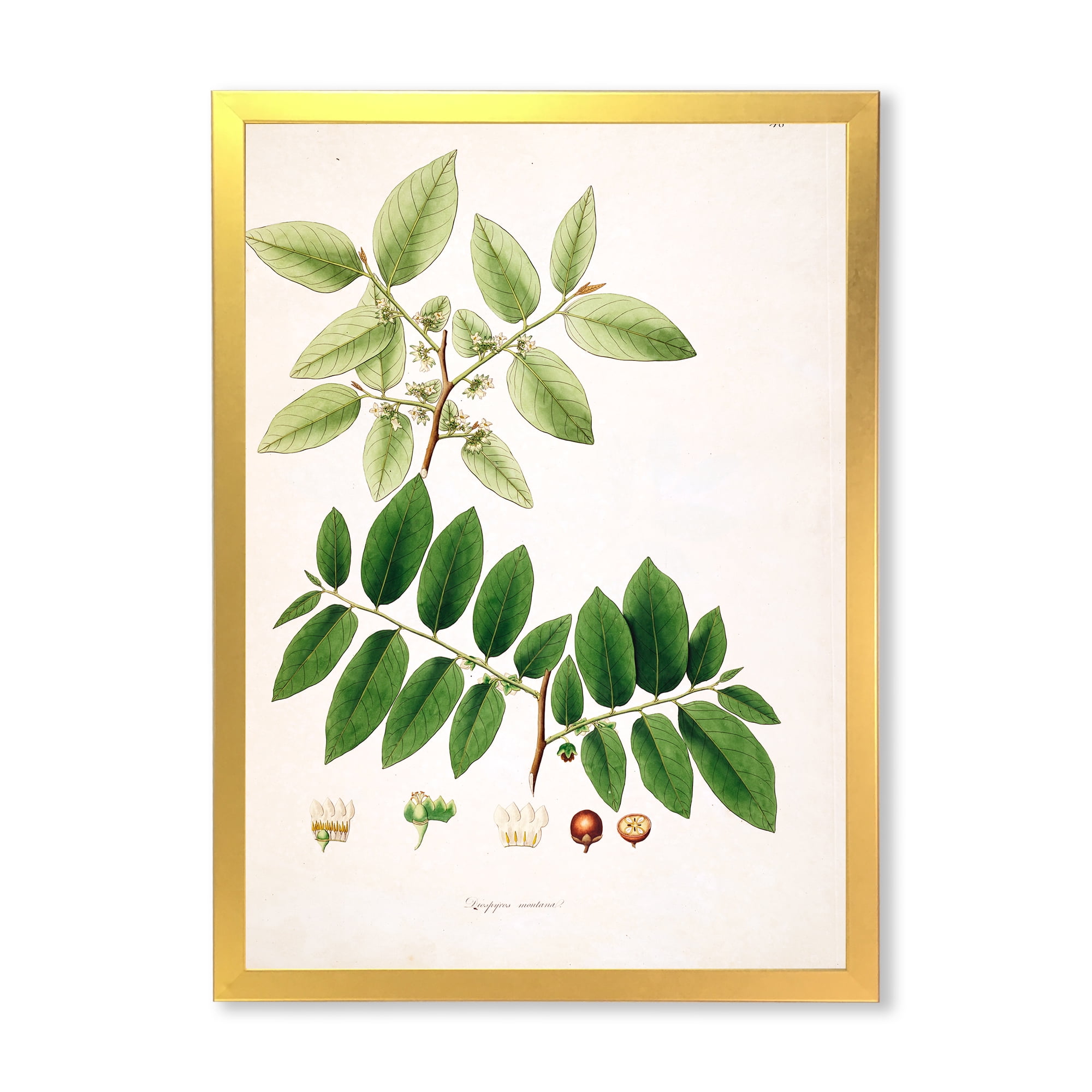 Designart 'Ancient Botanicals XIV' Farmhouse Framed Art Print