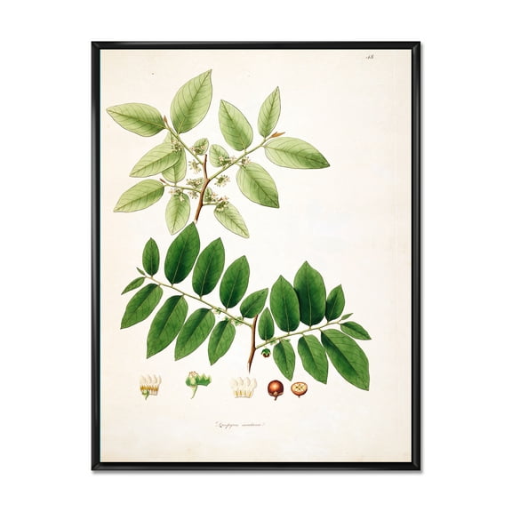 Designart 'Ancient Botanicals XIV' Farmhouse Framed Canvas Wall Art Print