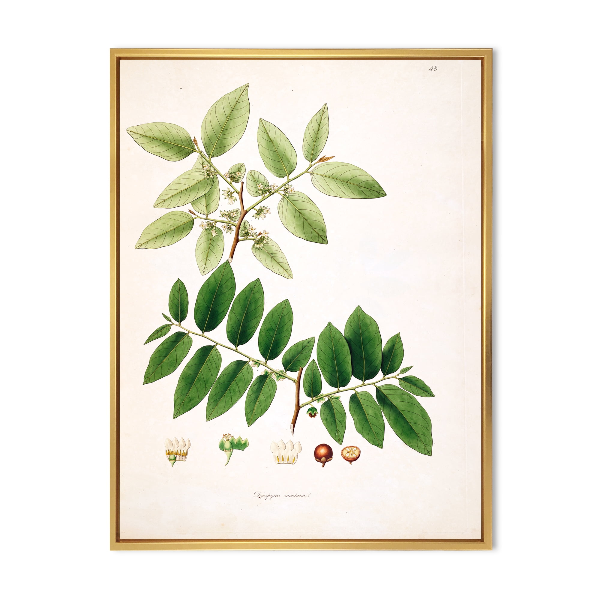 Designart 'Ancient Botanicals XIV' Farmhouse Framed Canvas Wall Art Print