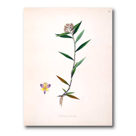 Designart ' Ancient Botanicals XIX ' Farmhouse Canvas Wall Art Print