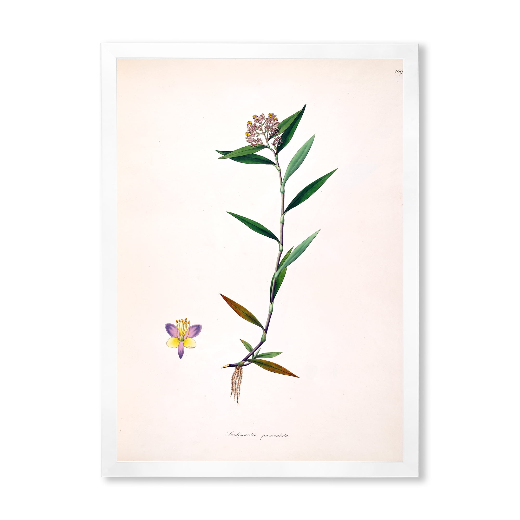 Designart 'Ancient Botanicals XIX' Farmhouse Framed Art Print