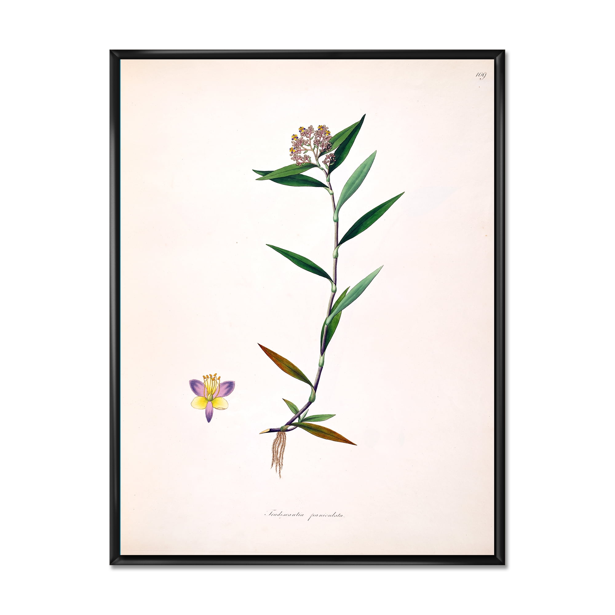 Designart 'Ancient Botanicals XIX' Farmhouse Framed Canvas Wall Art Print
