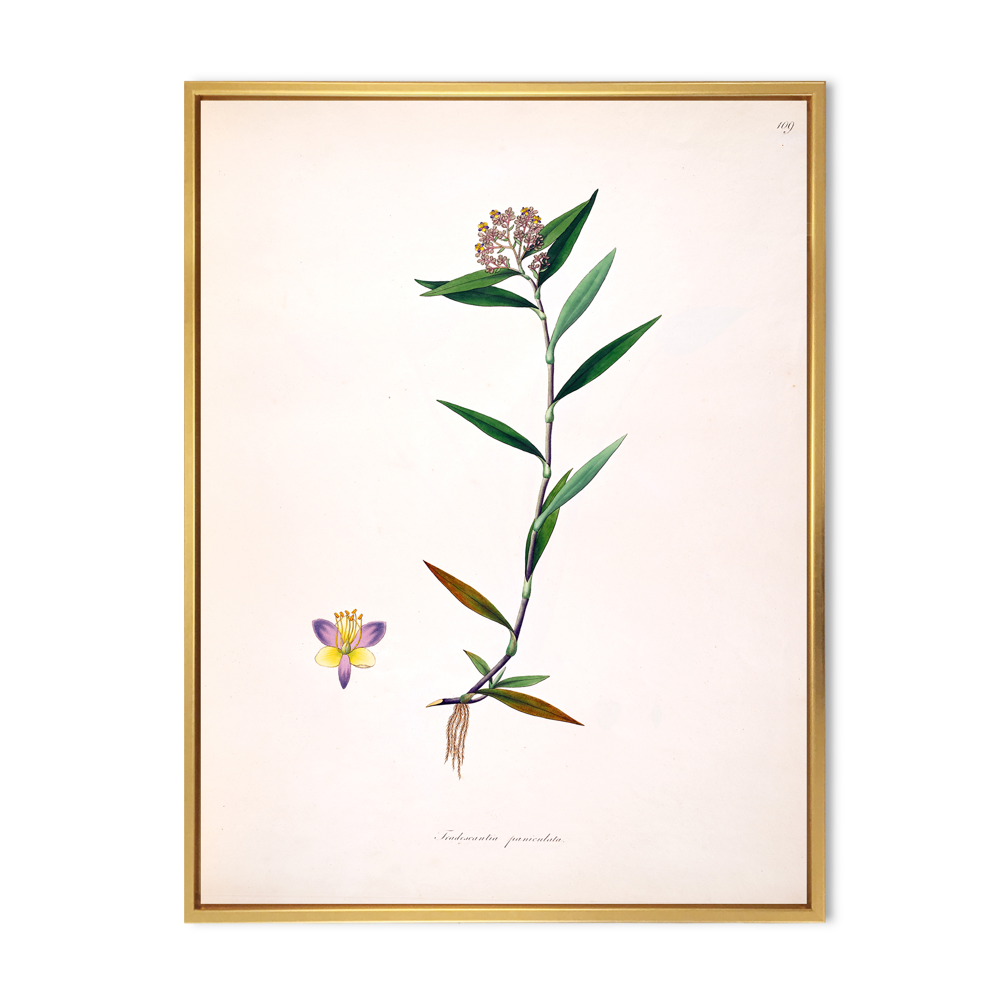 Designart 'Ancient Botanicals XIX' Farmhouse Framed Canvas Wall Art Print