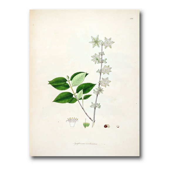 Designart ' Ancient Botanicals XV ' Farmhouse Canvas Wall Art Print