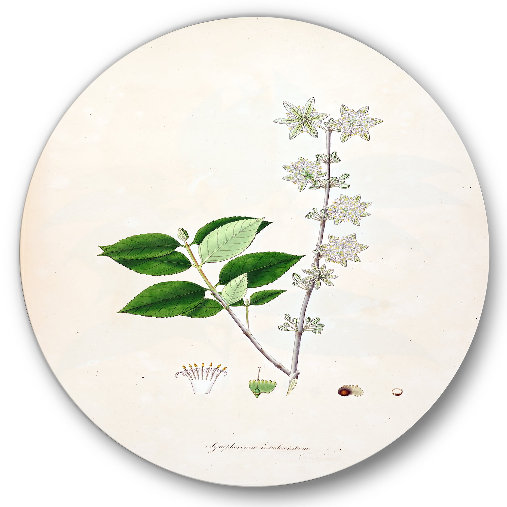 Designart 'Ancient Botanicals XV' Farmhouse Circle Metal Wall Art 23x23 - Disc of 23