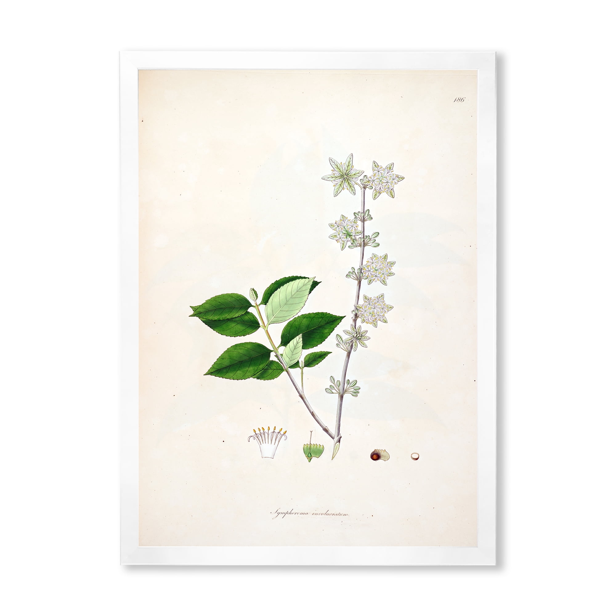 Designart 'Ancient Botanicals XV' Farmhouse Framed Art Print