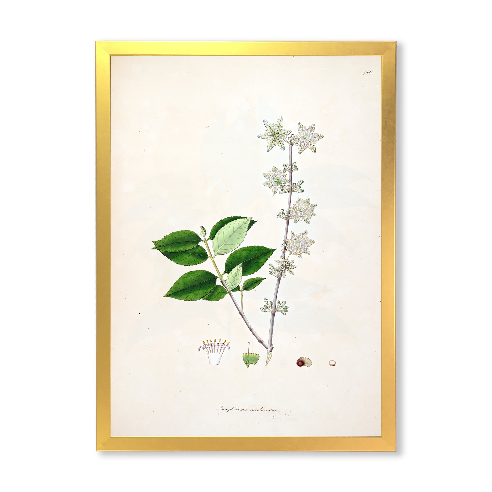 Designart 'Ancient Botanicals XV' Farmhouse Framed Art Print