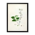 thumbnail image 1 of Designart 'Ancient Botanicals XV' Farmhouse Framed Art Print, 1 of 4