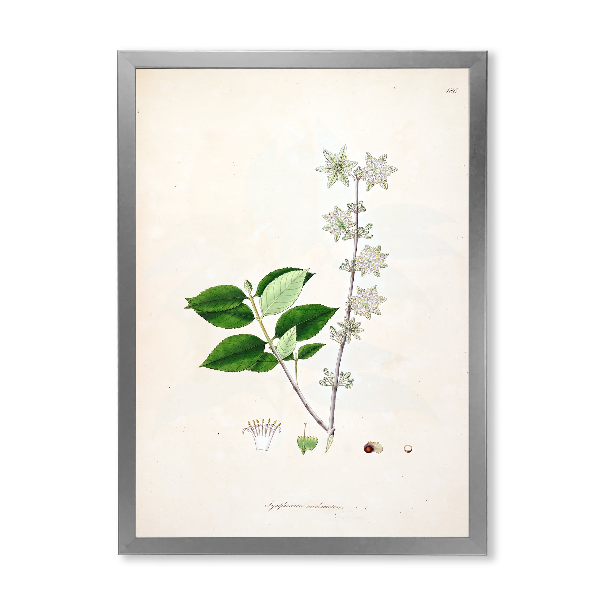 Designart 'Ancient Botanicals XV' Farmhouse Framed Art Print