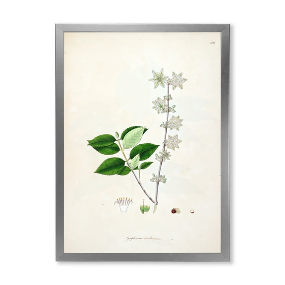 Designart 'Ancient Botanicals XV' Farmhouse Framed Art Print