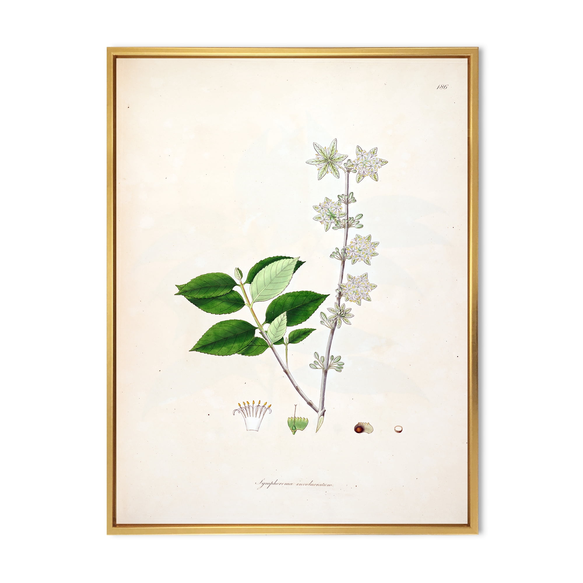Designart 'Ancient Botanicals XV' Farmhouse Framed Canvas Wall Art Print