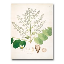Designart ' Ancient Botanicals XVI ' Farmhouse Canvas Wall Art Print