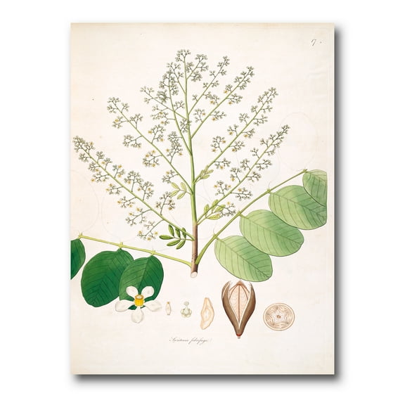 Designart ' Ancient Botanicals XVI ' Farmhouse Canvas Wall Art Print