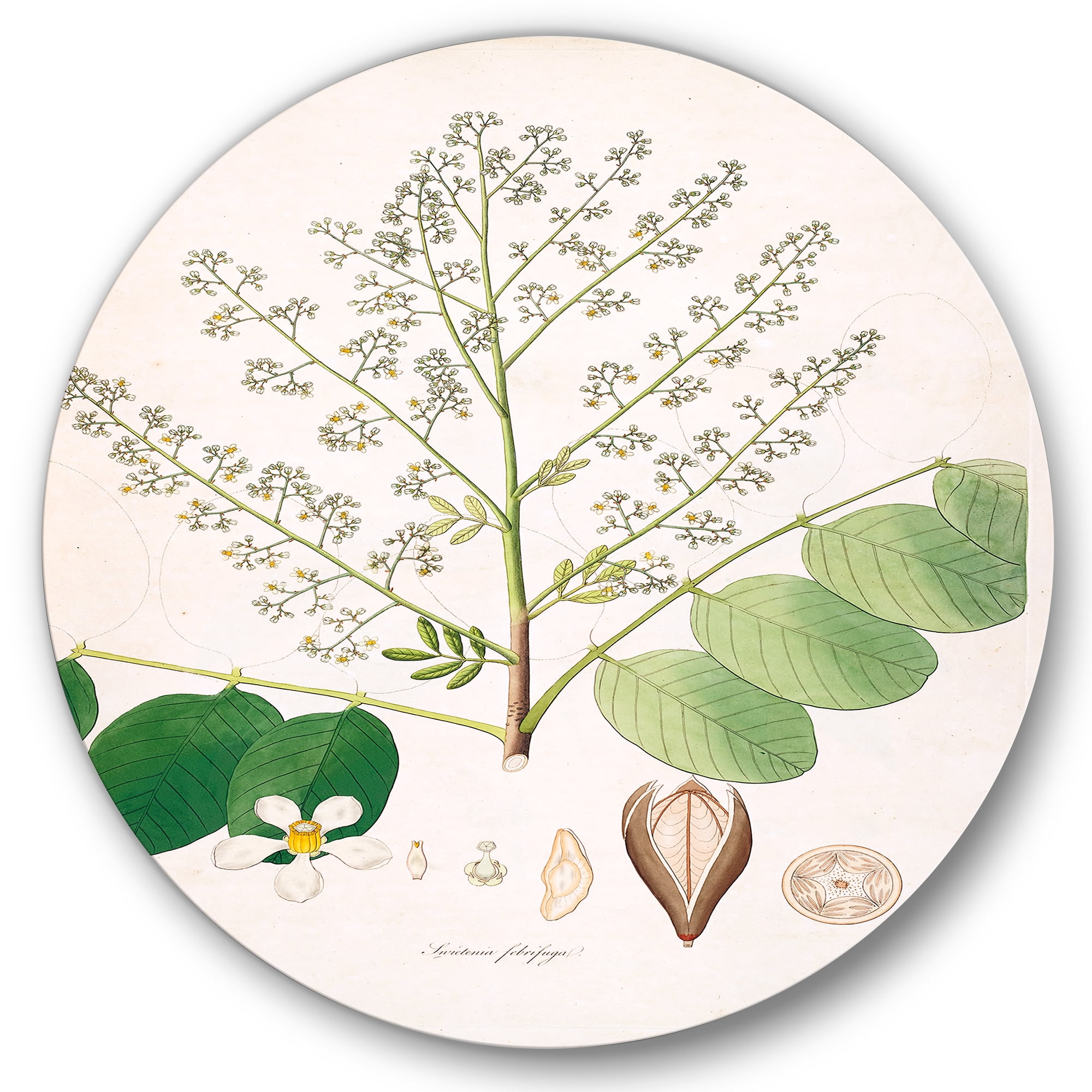 Designart 'Ancient Botanicals XVI' Farmhouse Circle Metal Wall Art 11x11 - Disc of 11