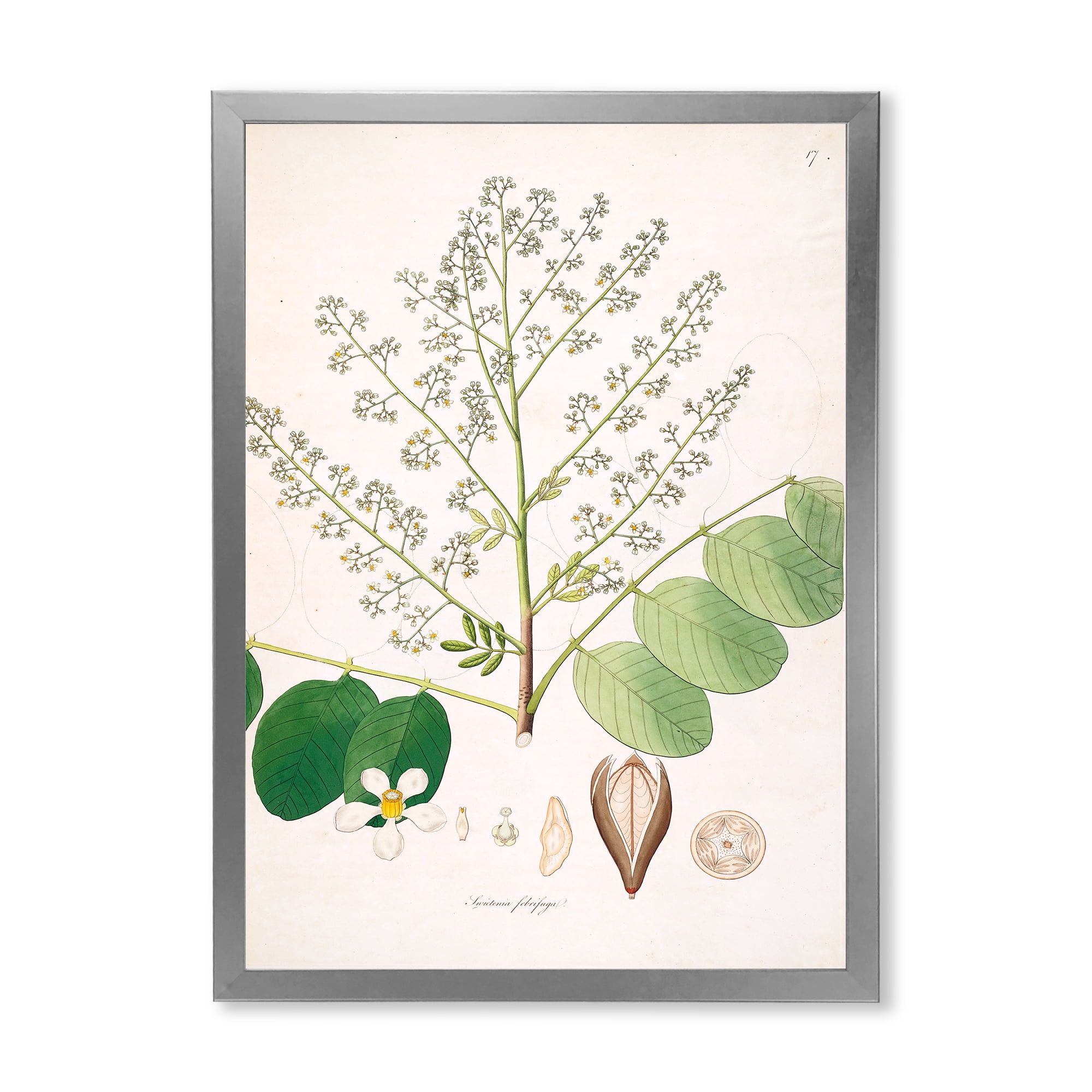 Designart 'Ancient Botanicals XVI' Farmhouse Framed Art Print