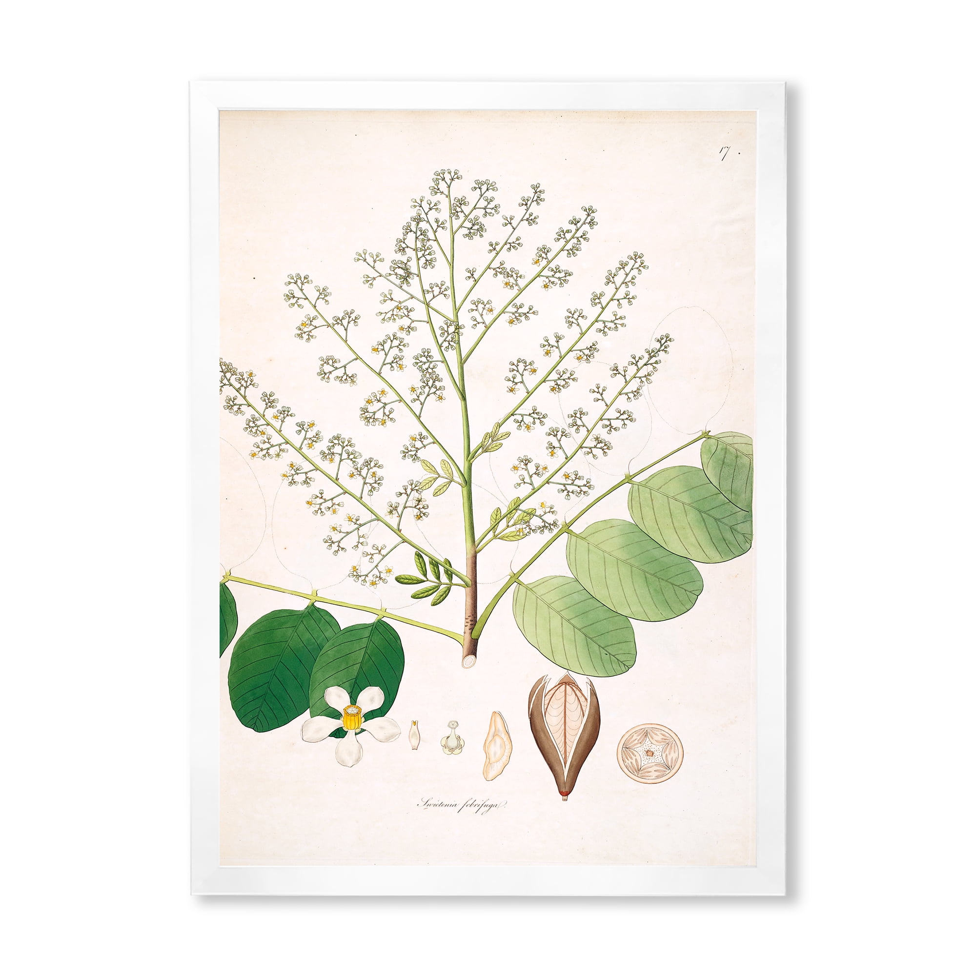Designart 'Ancient Botanicals XVI' Farmhouse Framed Art Print