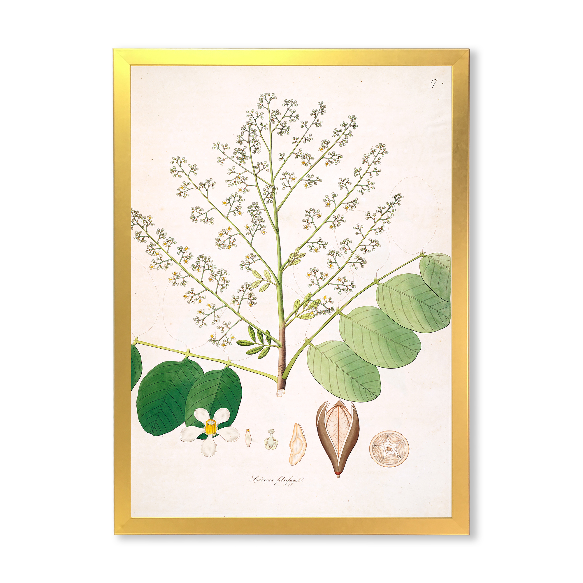 Designart 'Ancient Botanicals XVI' Farmhouse Framed Art Print