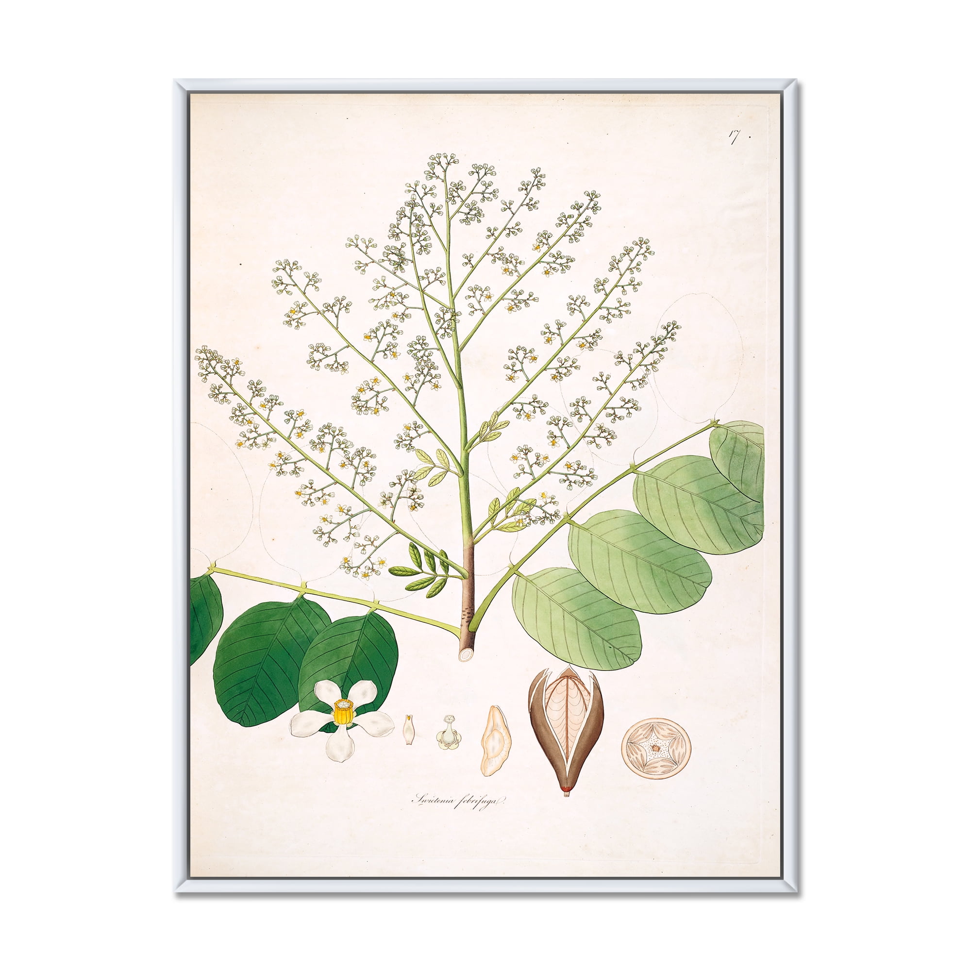 Designart 'Ancient Botanicals XVI' Farmhouse Framed Canvas Wall Art Print
